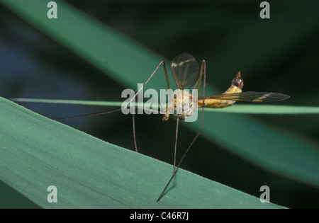 Cranefly Tipula sp., Cechia Foto Stock