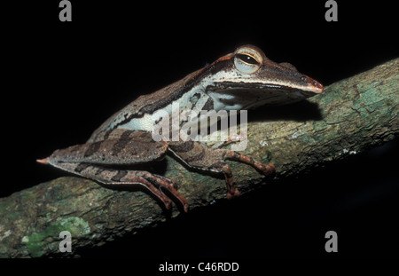 Southern rana di mantecazione, Polypedates longinasus, riserva forestale di Sinharaja, Sri Lanka Foto Stock