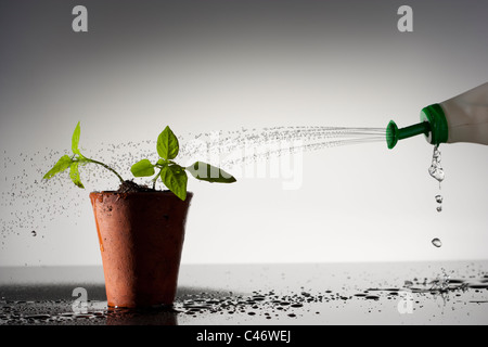 Pianta in vaso in terracotta di essere irrigato Foto Stock