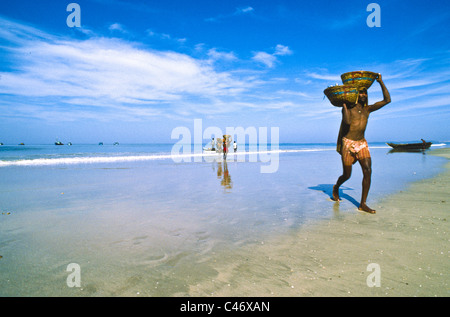 Cestini di scarico del pesce dalle barche sulla spiaggia di Calva in Goa, India Foto Stock