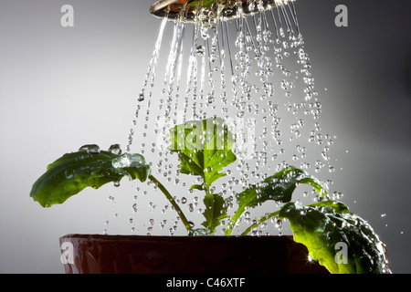 Pianta in vaso in terracotta di essere irrigato Foto Stock