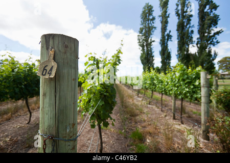 Vigneto a West Cape Howe vini. Mt Barker, Australia occidentale, Australia Foto Stock