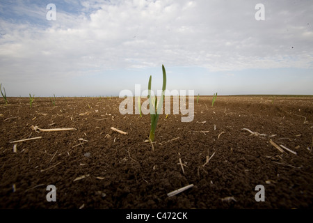 Fotografia di un campo piantati nella Galilea Foto Stock