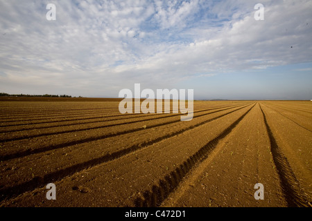 Fotografia di un campo piantati nella Galilea Foto Stock