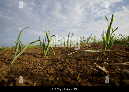 Fotografia di un campo piantati nella Galilea Foto Stock