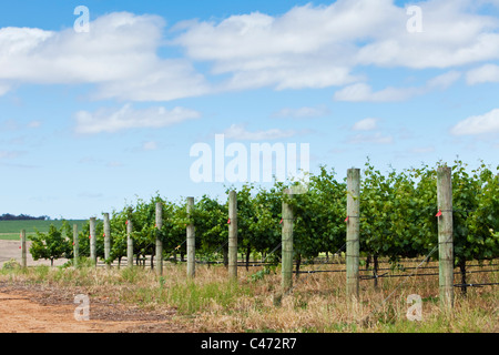 Vigneto in Mt Barker regione dei vini. Mt Barker, Australia occidentale, Australia Foto Stock