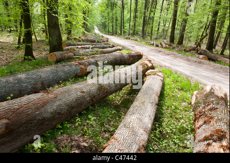 Tronchi di alberi che giace nella Foresta Nazionale di Tronçais (Troncais), Saint Bonnet Tronçais 03360, Francia Foto Stock