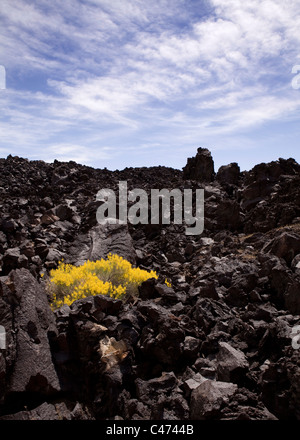 Un Brittlebush (Encelia farinosa) cresce su scuro di lava vulcanica rock formazione - Deserto Mojave, California USA Foto Stock