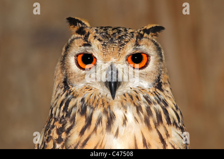 Close-up verticale di un bengal gufo reale (Bubo bubo bengalensis) Foto Stock