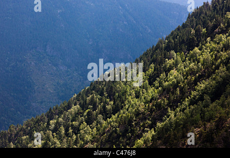 Boscose pendici della montagna valle Arcalis Andorra Foto Stock