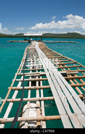 Pontile Kazu perle. Venerdì Isola, Torres Strait Islands, Queensland, Australia Foto Stock