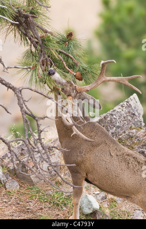Mule Deer (Odocoileus hemionus) buck corna di sfregamento della Ponderosa Pine Wildhorse sull isola nel lago Flathead Montana Foto Stock