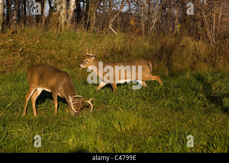 White-tailed deer Foto Stock