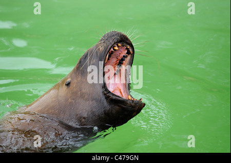 Sea Lion con la bocca aperta lo Zoo Twycross England Regno Unito Foto Stock