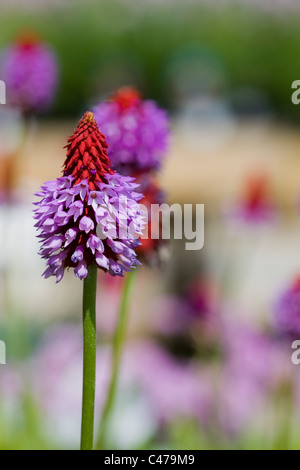 Primula Vialii 'Red-Hot-Poker Primula' DOF poco profondo Foto Stock