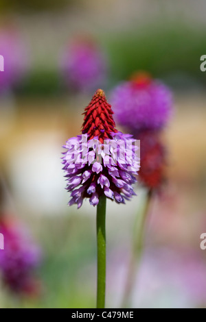 Primula Vialii 'Red-Hot-Poker Primula' DOF poco profondo Foto Stock