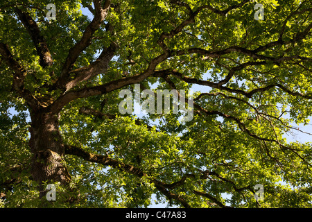 Baldacchino di albero di quercia Foto Stock