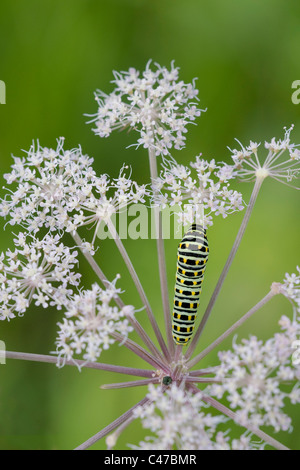 Il vecchio mondo coda forcuta (Papilio machaon) caterpillar Foto Stock