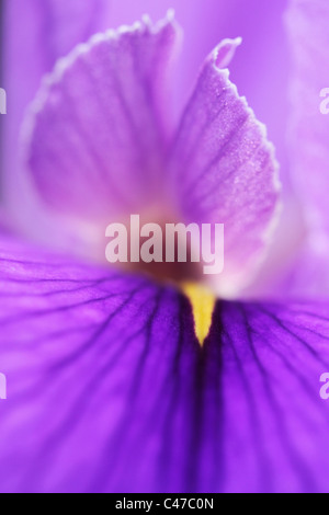 Fotografia macro di un Iris (Gerry Marstella) prese presso i Giardini Botanici di Brisbane Queensland Australia Foto Stock