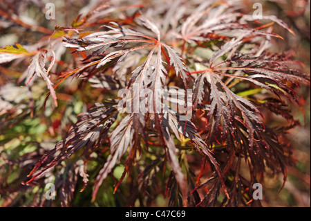 Foglie rosse vivide di un piccolo Acer albero o acero in giardino britannico - Foto Stock