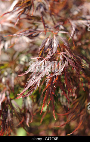 Foglie rosse vivide di un piccolo Acer albero o acero in giardino britannico - Foto Stock