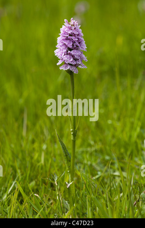 Spotted orchid (Dactylorhiza fuschii) Foto Stock