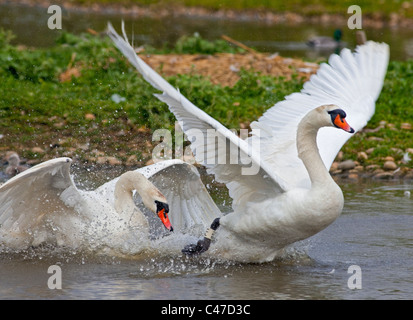 Cigni (Cygnus olor) combattimenti Foto Stock