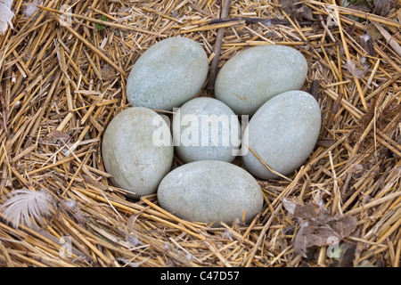 Cigno (Cygnus olor) uova nel nido Foto Stock