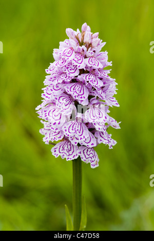 Spotted orchid (Dactylorhiza fuschii) alla fattoria di uccelli, Buxton, Derbyshire, Regno Unito Foto Stock