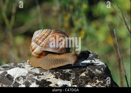 Giardino marrone (lumaca Helix Aspersa - Cantareus aspersus) mobile su una pietra a molla Foto Stock