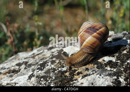 Giardino marrone (lumaca Helix Aspersa - Cantareus aspersus) mobile su una pietra a molla Foto Stock