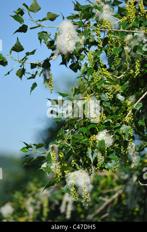 Pioppo nero (Populus nigra) katkins a molla Foto Stock