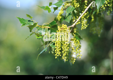 Pioppo nero (Populus nigra) katkins a molla Foto Stock