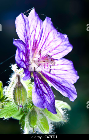 Geranio - Prato cranesbill Foto Stock