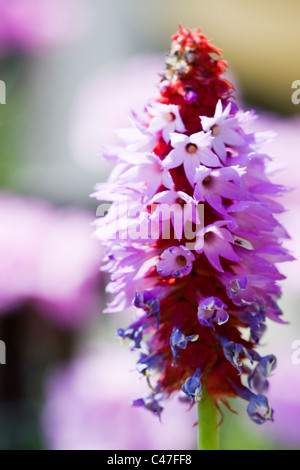 Primula Vialii 'Red-Hot-Poker Primula' DOF poco profondo Foto Stock