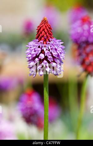 Primula Vialii 'Red-Hot-Poker Primula' DOF poco profondo Foto Stock