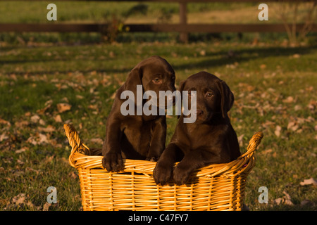 Il Labrador retriever Foto Stock