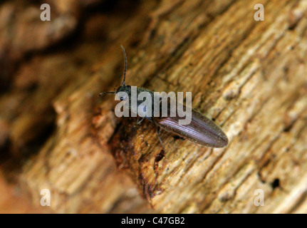 Fare clic su Beetle, Athous haemorrhoidalis, Elateridae, REGNO UNITO Foto Stock