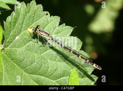 Femmina blu comune Damselfly, Enallagma cyathigerum, odonati. Modulo Heterochrome. Foto Stock