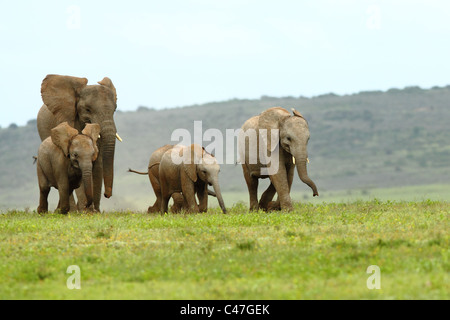 Gli elefanti africani in esecuzione a velocità attraverso un terreno erboso aperto, questi giovani e i più piccoli si sono corse a mettersi al passo con la mandria Foto Stock