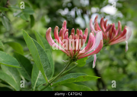 Caprifoglio, Lonicera periclymenum, Caprifoliaceae Foto Stock