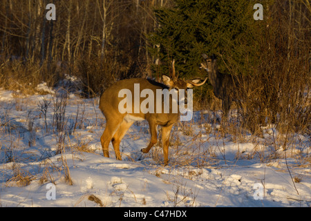 White-tailed buck con pregiudizio e deformato palchi Foto Stock