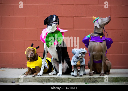 Quattro cani in costumi di Halloween Foto Stock