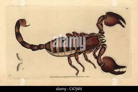 Foresta gigante scorpion, Heterometrus indus. Foto Stock