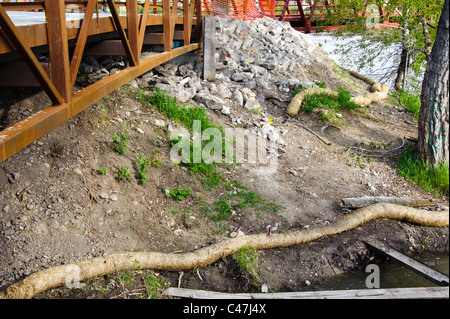 Cocco cocco è stato posto in corrispondenza del bordo di un flusso a revegetate il flusso banca e impedire un ulteriore erosione. Foto Stock