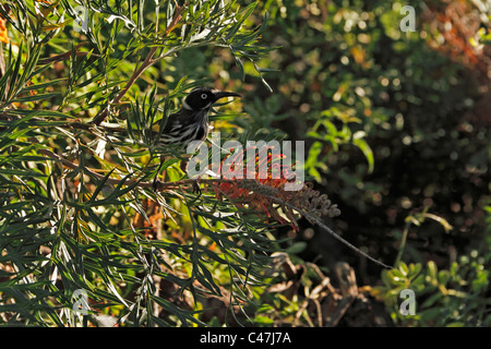 Maschio giallo - miele piumati eater ( Lichenostomus plumulus ) in un ragno- net Grevillea albero ( Grevillea thelemanniana ), Foto Stock