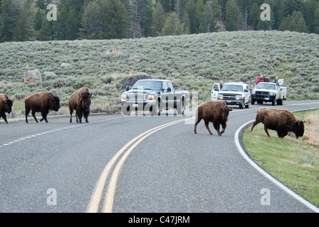 I bisonti americani (Bison bison) attraversamento strada nel Parco Nazionale di Yellowstone USA Foto Stock