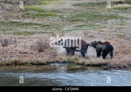 Gli orsi grizzly (Ursus arctos) agitando l'acqua nel Parco Nazionale di Yellowstone USA Foto Stock