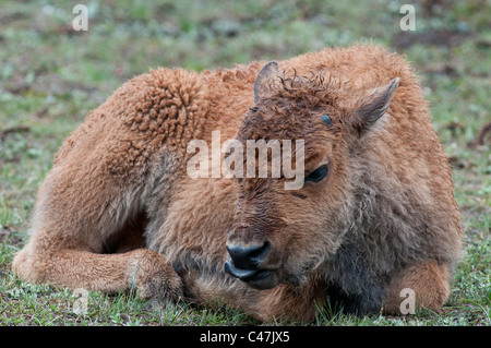 I bisonti americani (Bison bison) vitello nel Parco Nazionale di Yellowstone USA Foto Stock