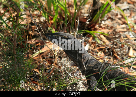 Ritratto di un monitor di pizzo rettile ( Varanus varius ), Southwest Australia Foto Stock